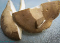 Hygrophorus agathosmus